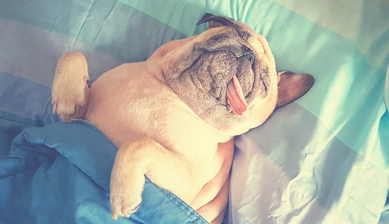 scientific-health-benefits-of-napping-dog-funny