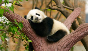 health-benefits-of-sleep-panda-header
