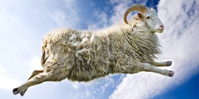 how-to-fall-alseep-fast-counting-sheep